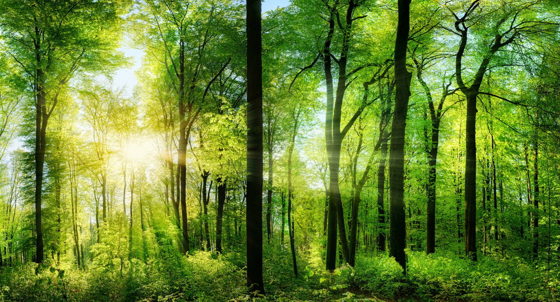 <h3>Wir investieren in unsere Umwelt</h3>